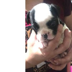 Filhotes de BULDOGUE FRANC�S