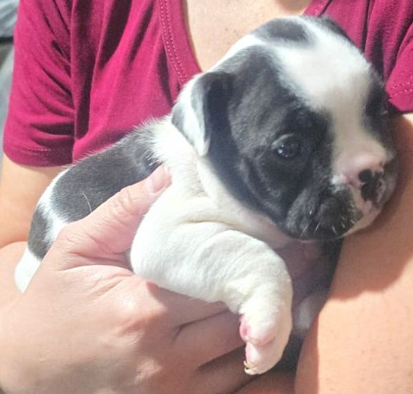 Filhotes de BULDOGUE FRANC�S