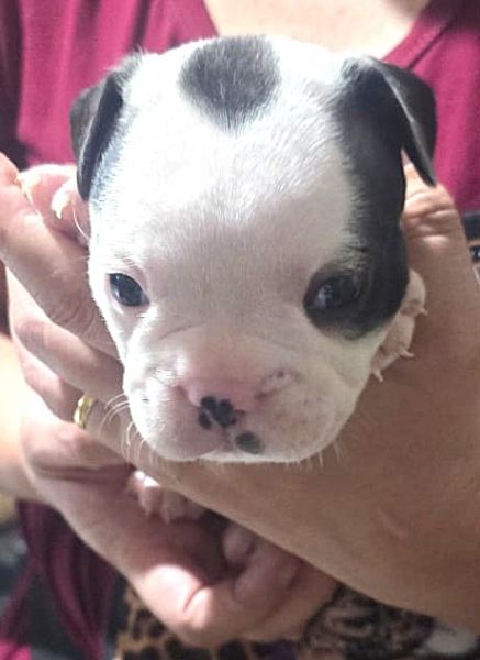 Filhotes de BULDOGUE FRANC�S
