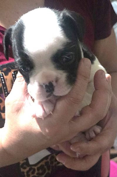 Filhotes de BULDOGUE FRANC�S