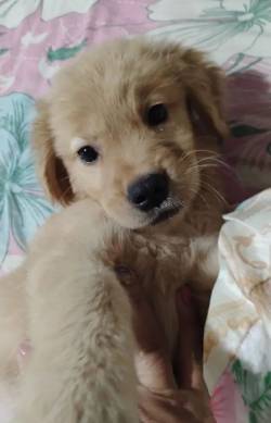 Golden Retriever Infantil.