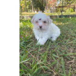 MALTESES BRANCOS NEVE PARA ALEGRAR A SUA FESTA DE NATAL C�ES LINDOS POR SEREM CRIADOS POR VET