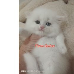 Angor� Turco filhote Alto Padr�o