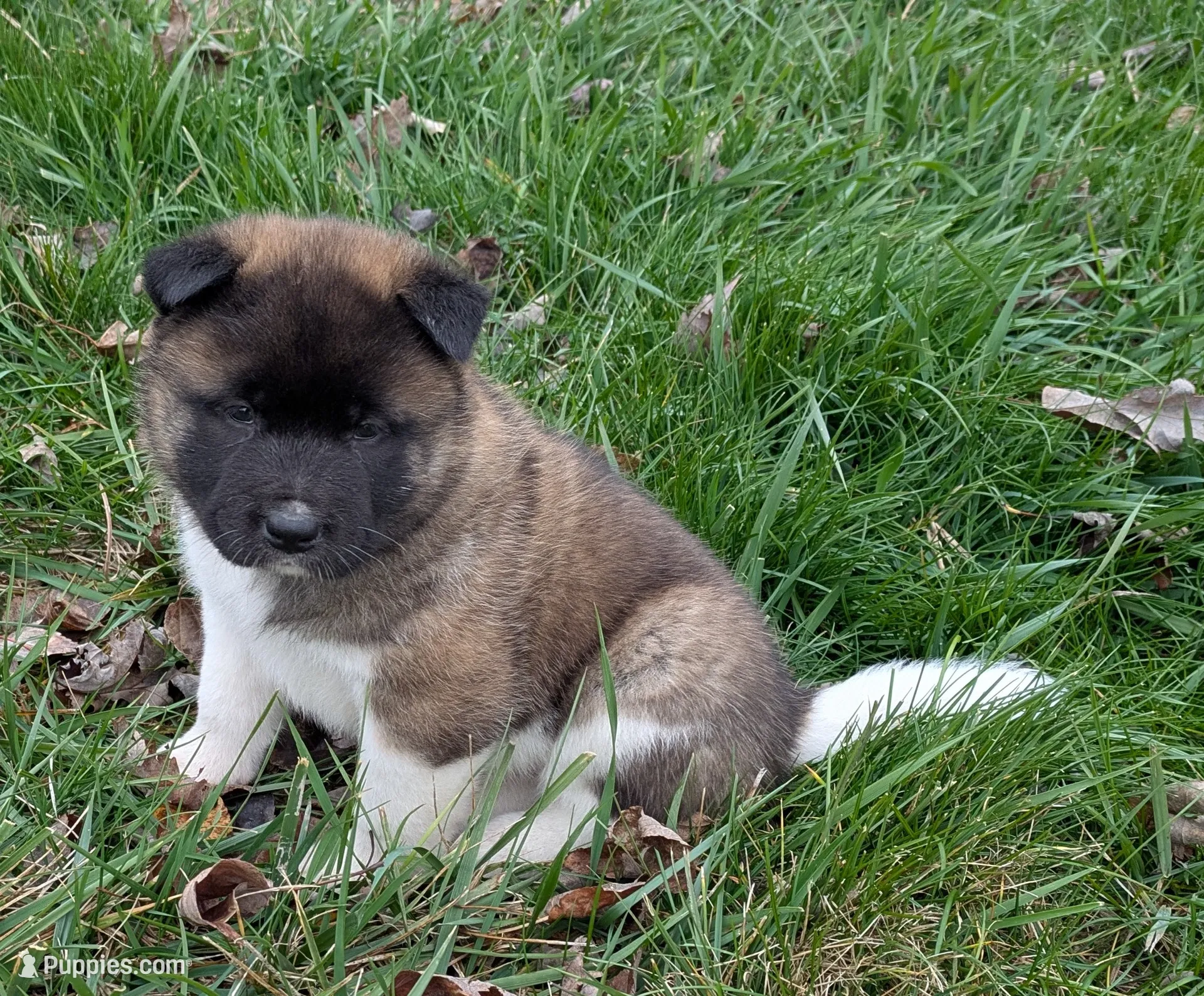 Akita Inu