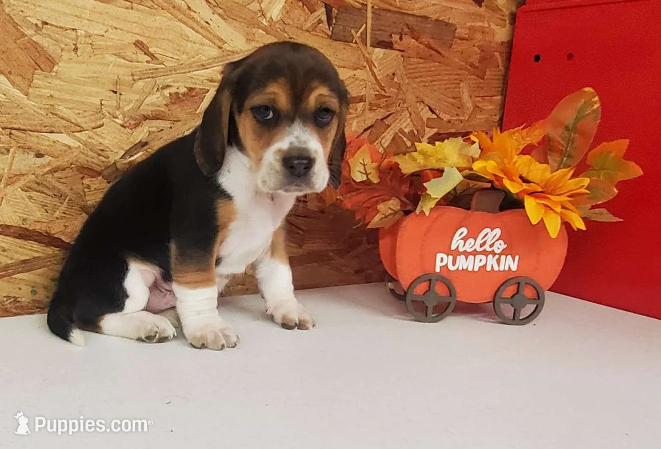 Beagle Tricolor
