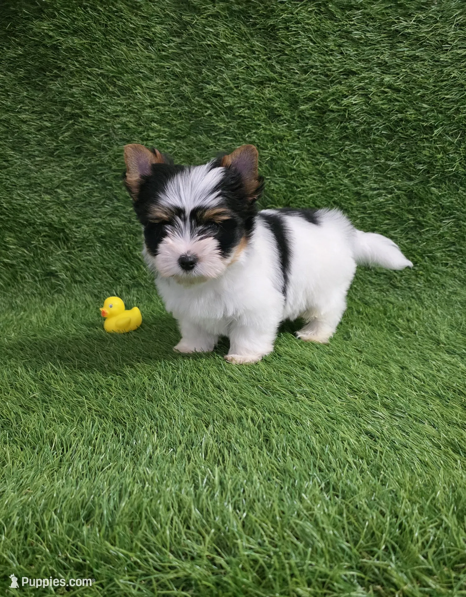 Biewer Yorkshire A La Pom Pom