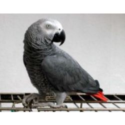 Papagaios africanos dispon�vel b�bes