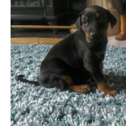 Ninhada dispon�vel de Doberman com