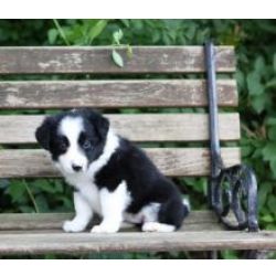 Lindos cachorrinhos Border Collie