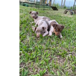 FOX PAULISTINHAS CRIADOS POR M�DICA VETERIN�RIA E DE TODAS AS CORES