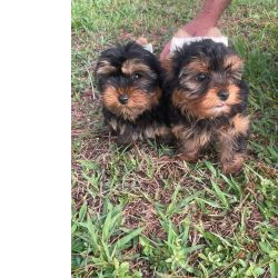 N�O COMPRE YORKSHIRE SEM ANTES FALAR COM A GENTE C�ES LINDOS CRIA��O VET