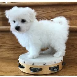 Lindos cachorrinhos Bichon Malt�s