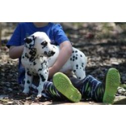 Ninhada cachorros D�lmata com lop