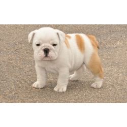 Cachorros Bulldog Ingl�s en�rgicos dispon�veis agora