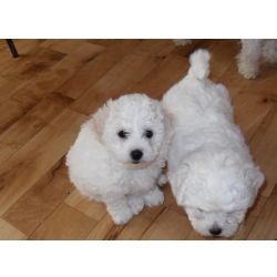 Cachorros Bichon Fris� para ado��o