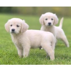 Cachorros Golden Retriever