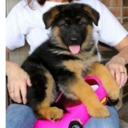 Cachorros Pastor Alem�o de Ra�a Pura