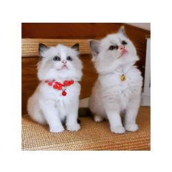 Gatinhos Ragdoll para novos lares