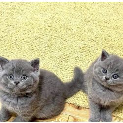 Gatinhos lil�s British Azuis