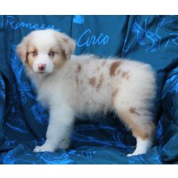 Cachorro de Pastor Australiano