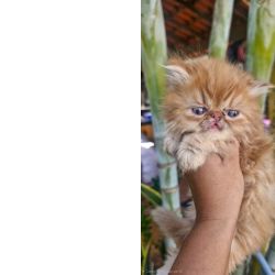 Filhote de Gato Persa Macho