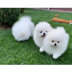 Cachorros Lulu da Pomer�nia com vacinas dispon�veis