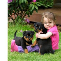 Cachorros Rottweiler incr�veis