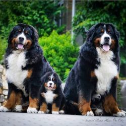 Bernese Mountain Filhotes