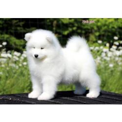 Samoieda Filhotes