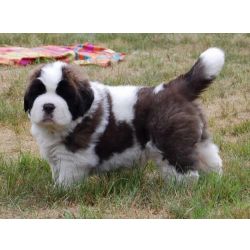 S�o Bernardo Filhotes