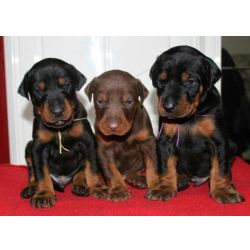 Doberman Filhotes