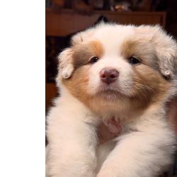 Ninhada Pastores Australianos