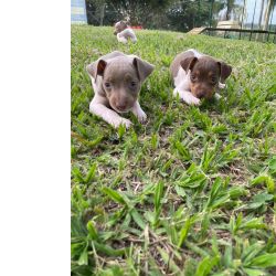 FOX PAULISTINHAS PARA ALEGRAREM A SUA FESTA DE NATAL C�ES LINDOS E CRIADOS POR M�DICA VETERIN�RIA