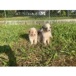 DEIXE NOSSOS FILHOTES DE BORDER COLLIE FAZEREM PARTE DA SUA FESTA DE NATAL C�ES LINDOS E CRIA��O V