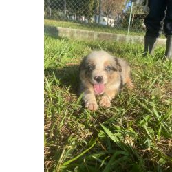 BORDERS NAS MAIS EX�TICAS E RARAS CORES VENHA BUSCAR O SEU