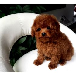 Cachorros Caniche Toy dispon�veis apenas para lares amorosos