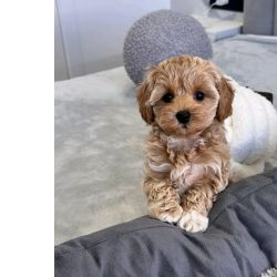 Cachorros Maltipoo treinados para fazer as necessidades no local certo