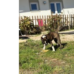 Boston Terrier cachorro macho