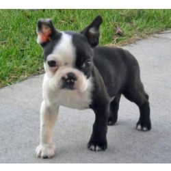 Boston Terrier FIlhotes