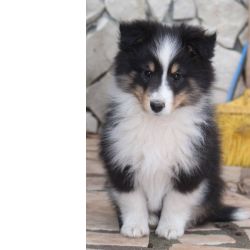 Pastor De Shetland Filhotes