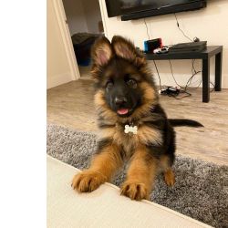 Pastor Alem�o Filhotes