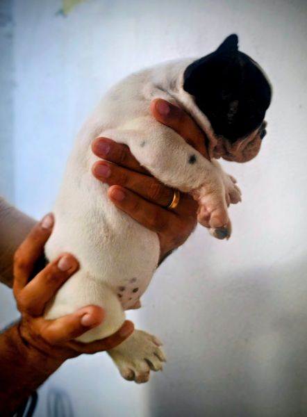 Machos de qualidade e proced�ncia