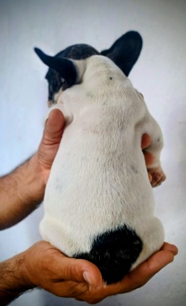 Machos de qualidade e proced�ncia