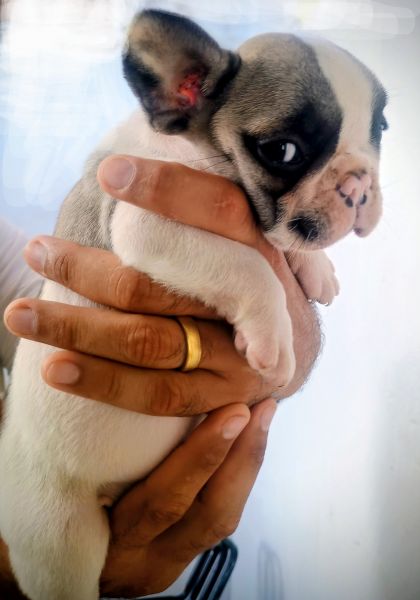 Machos de qualidade e proced�ncia