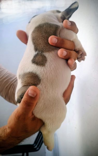 Machos de qualidade e proced�ncia