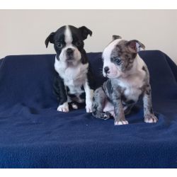 Cachorros Boston Terrier dispon�vel