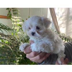 Bichon malt�s f�mea