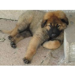 Serra da Estrela com Pedigree e Afixo