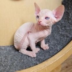 Gatinhos Sphynx