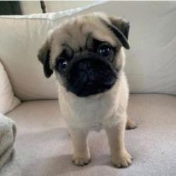 Cachorros Pug dispon�vel